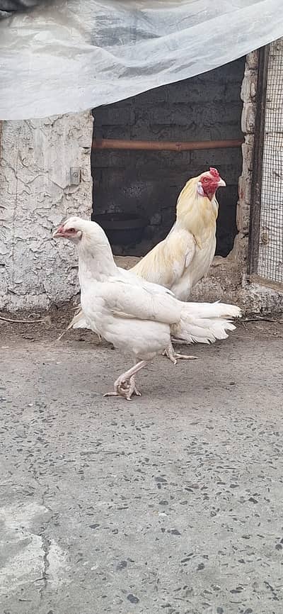 Pure White Heera Blue eyes