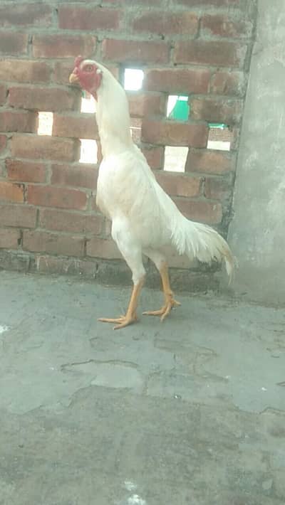 pure white oh shamo and ko shamoo male available one dragon chick