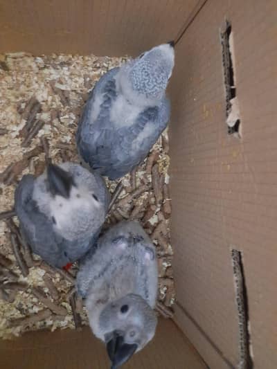 African grey chickc price one pic 123000