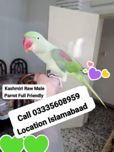 Hand Tamed Friendly Kashmiri Raw Male Parrot Jumbo Size