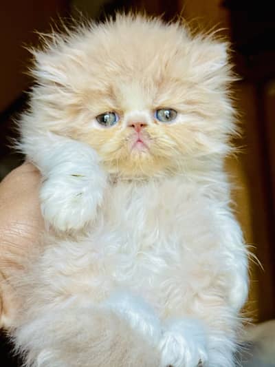Pure persian piki face bi coloure female kitten