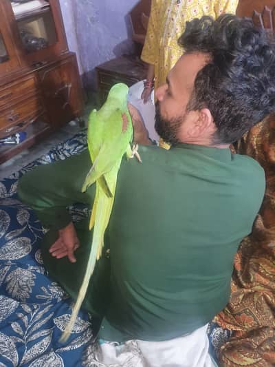 Raw Parrot bolny wala