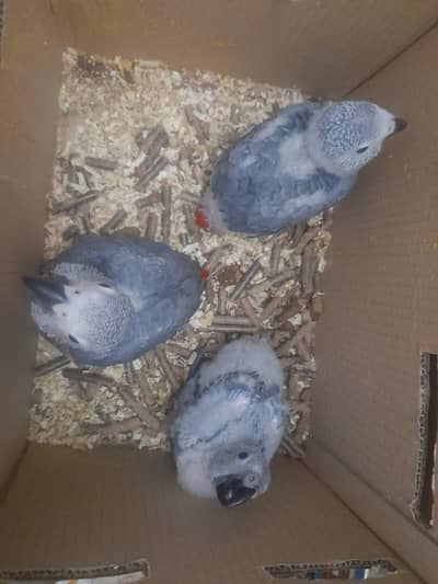 African grey can go baby Rate 1 pic