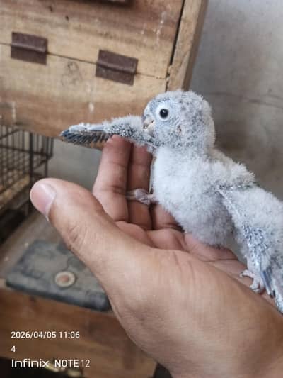 cocktail patthey for sale