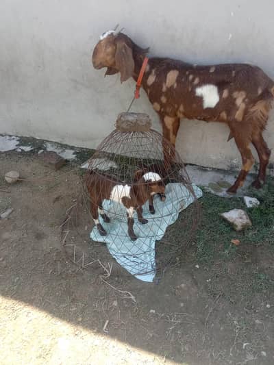 1 Bakri sath 10 din ky  2 bakry