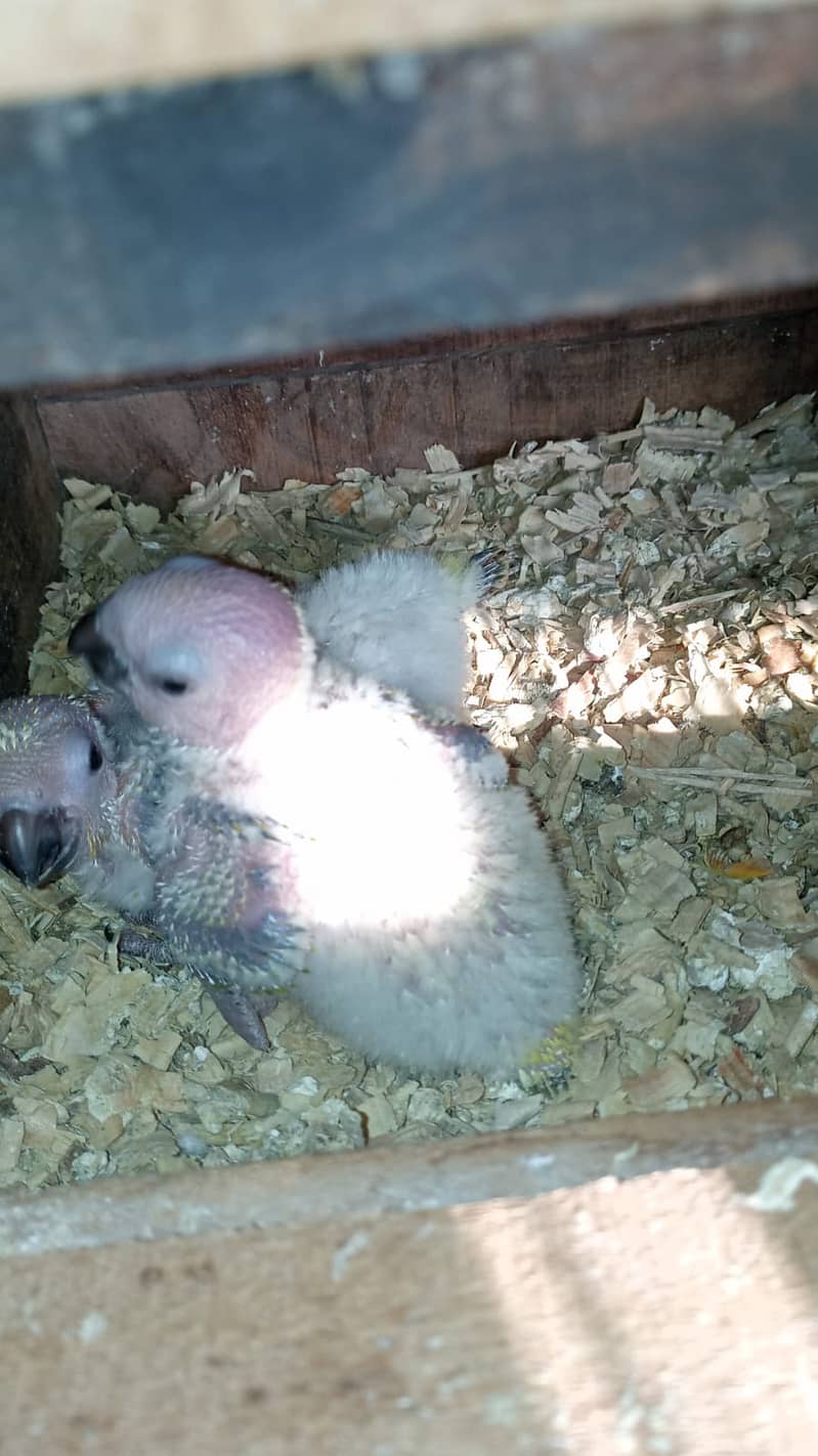 Sunconoure chicks ( Red factor ] 1
