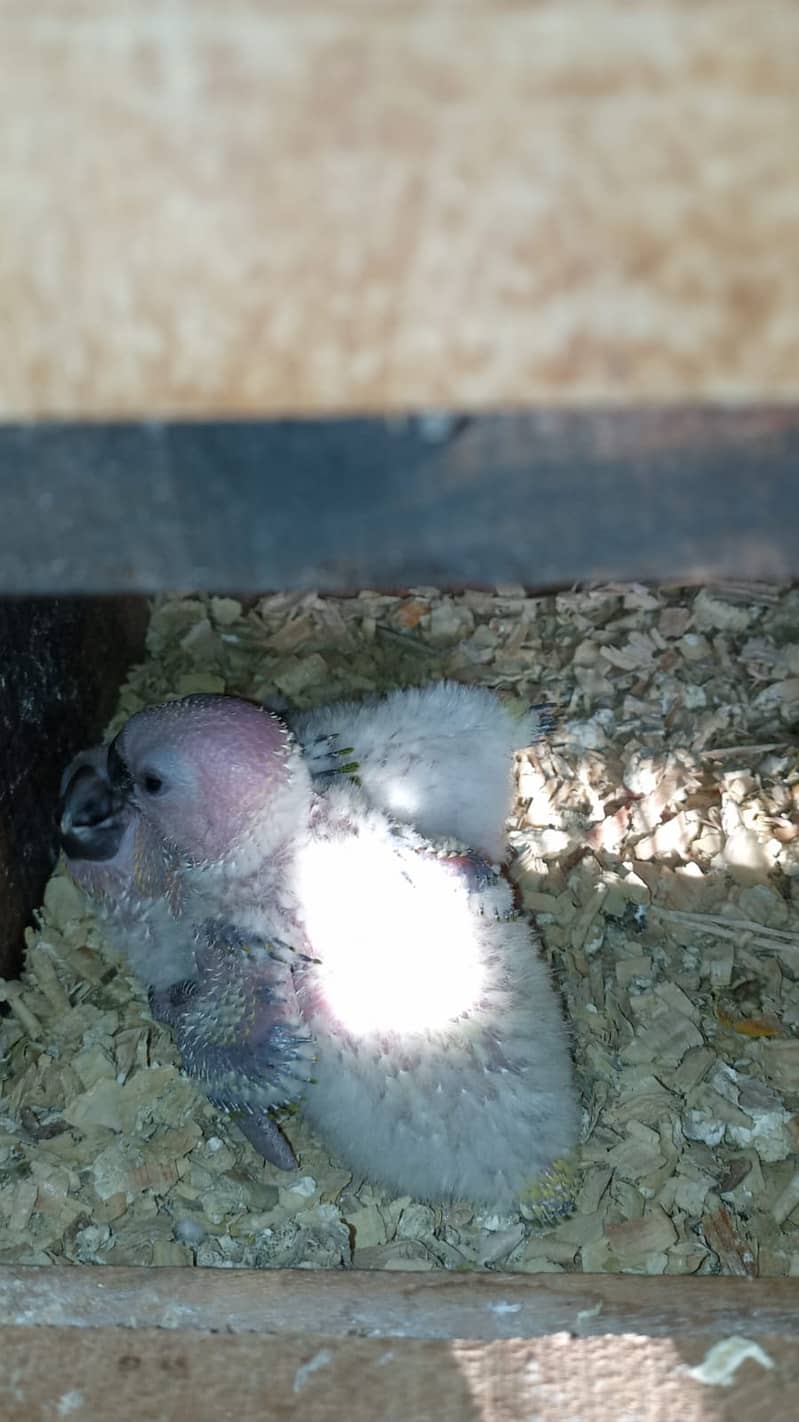 Sunconoure chicks ( Red factor ] 2