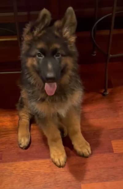 German shepherd puppies