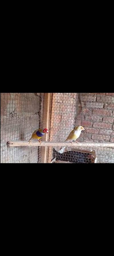 Gouldaion lutino pair