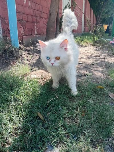 Persian cat oddeyes 3coat