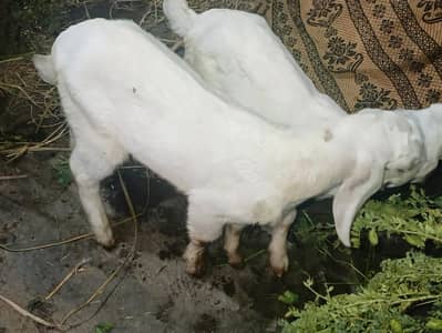 Goats for sale