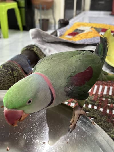 Green parrot