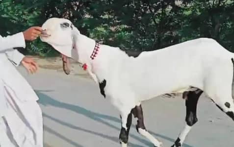 desi Bakra for sale/03487390292)