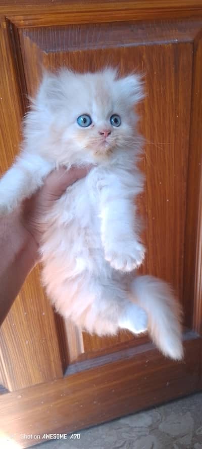 Beautiful Blue-Eyed Triple Coat Persian Kitten for Sale