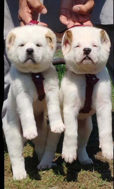 king alabai puppies for sale security Dog available