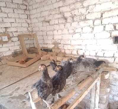 black and white female