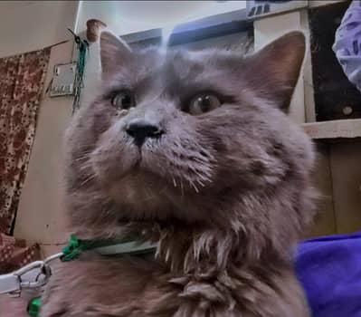 Semi Punch Face Persian Male Cat, Triple Coat