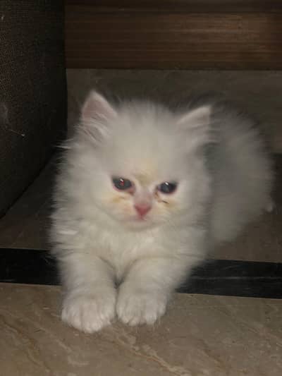Persian Kitten
