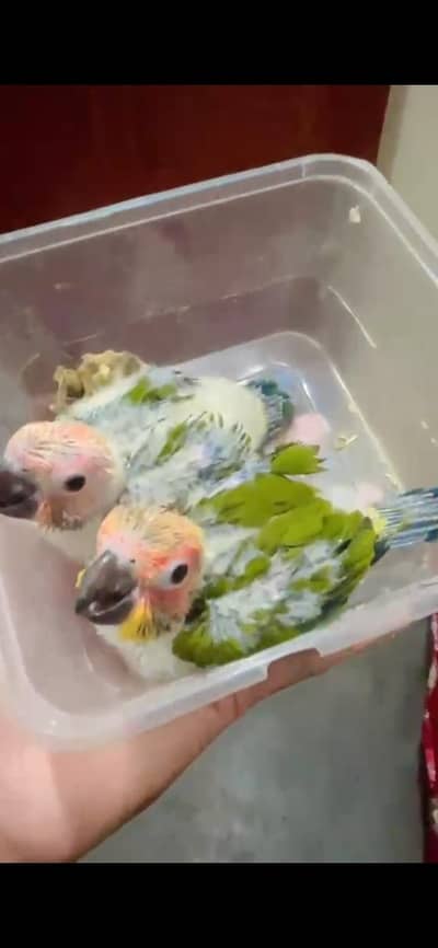 sunconoure chiks . 03467790912