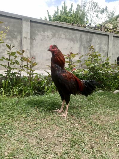 Aseel Murga for sale