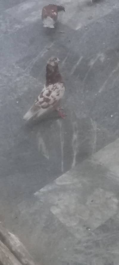 Surkhy Kabutar for Sale