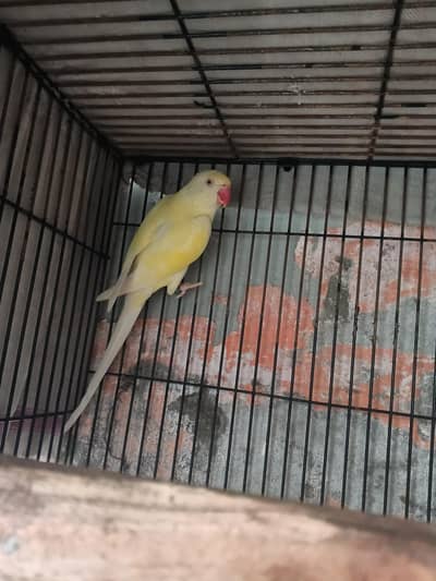 crimino triple cot female ha