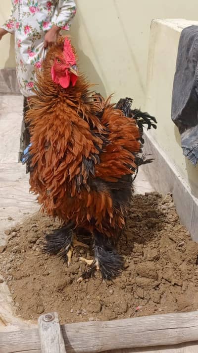 Heavy Cochin Brown  Black 