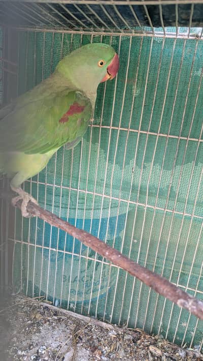 Raw female parrot