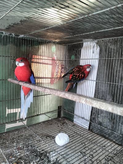 Rozelaa and Sun conure