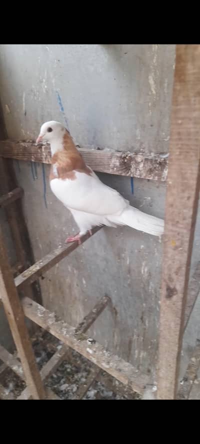 1 Pela toki or 1 chiraa For sale