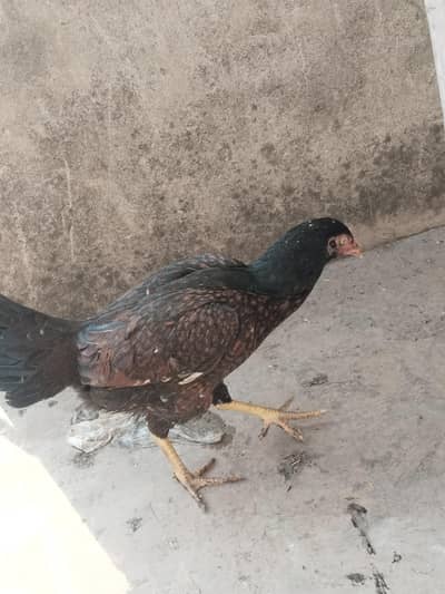 hens only for 2500