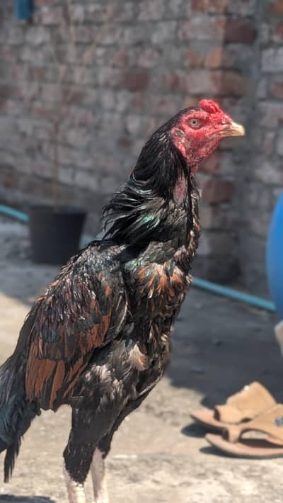 Pakistan aseel old blood line