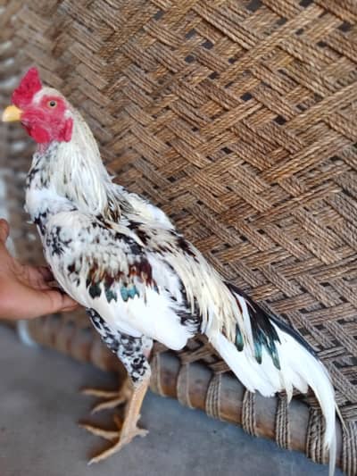 1 sal ka hai murga aseel cheena