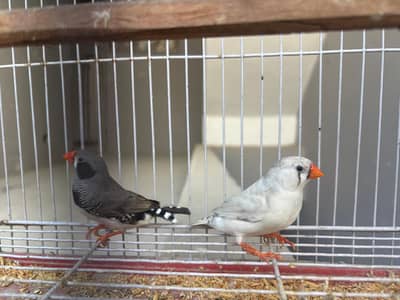 Finches/Cages/Shox Boxes