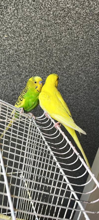 Australian Parakeet \Parrot