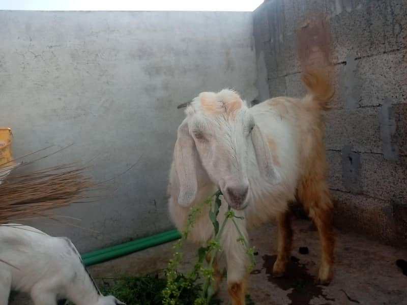 بکری بچے کے ساتھ برائے فروخت 0