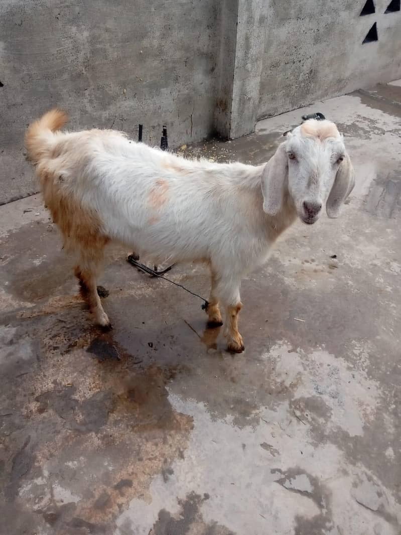 بکری بچے کے ساتھ برائے فروخت 1