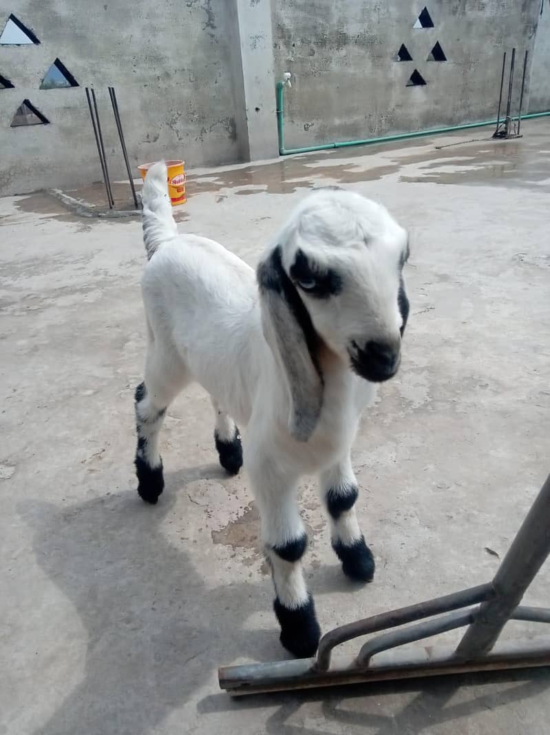 بکری بچے کے ساتھ برائے فروخت 2