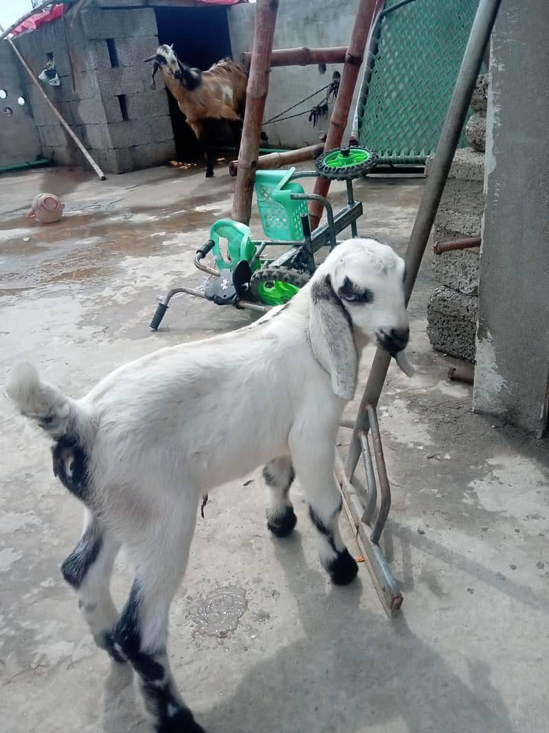 بکری بچے کے ساتھ برائے فروخت 3