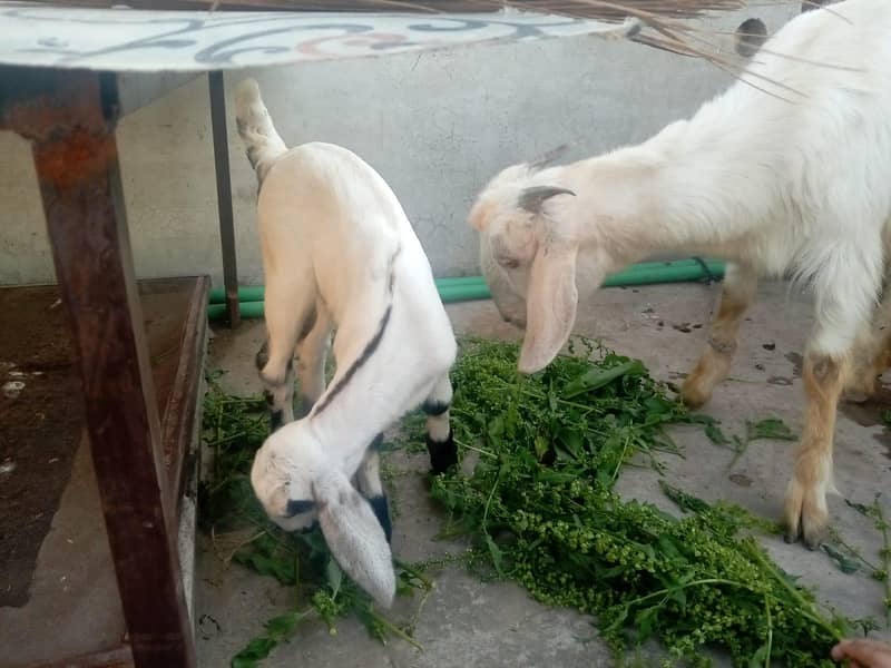 بکری بچے کے ساتھ برائے فروخت 4