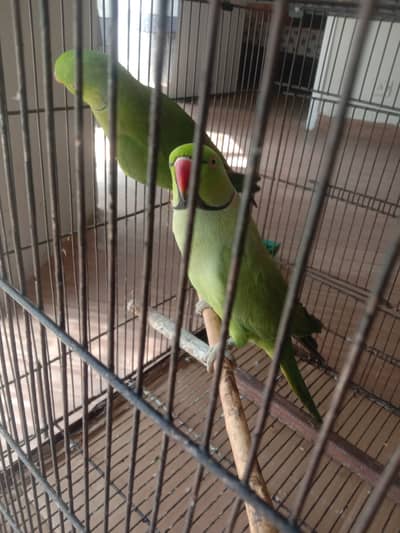 Green Parrot along with cage and wooden house.