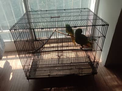 Green Parrot along with cage and wooden house.