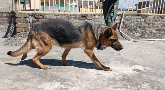 German breeder Female