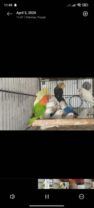 CRIMINO &  ALBINO RED EYE  FOR SALE