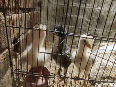 3 godd chicks for sell