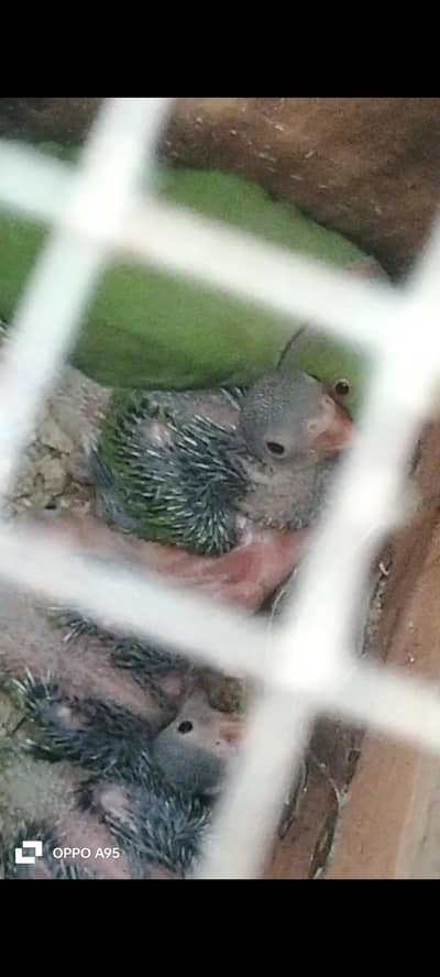 ringneck pair with chicks and alone   03248203246 cage raw female