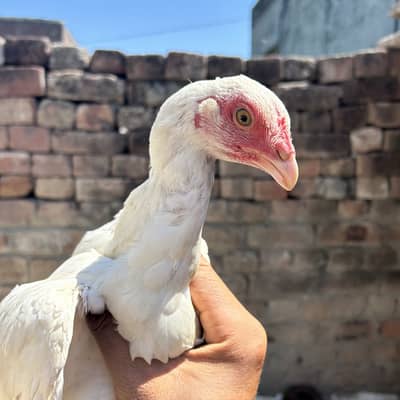 Heera aseel pair paper white