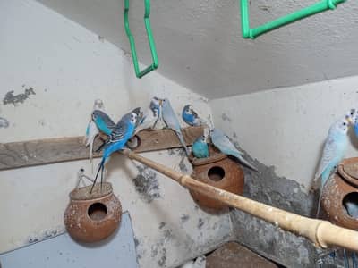 adult males for sale