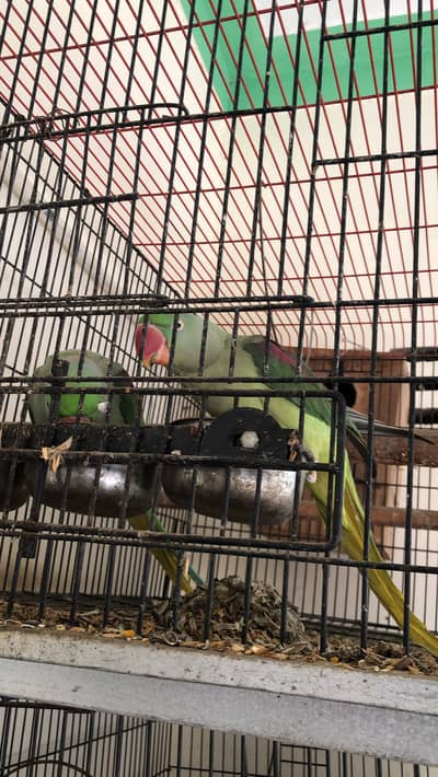 Raw parrot | Breeder parrot | pair | tota | Raw parrots For sale