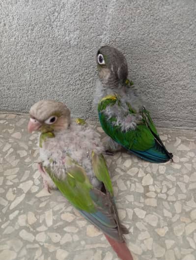 Green Cheek Conure Chicks